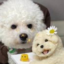 주부토로56번길 | 부평 새로 생긴 애견케이크집, 지숑이 고구마 케이크 주문제작 후기