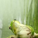 청개구리 이미지