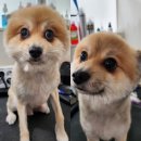 도그랭 강아지놀이방 이미지