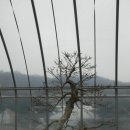 2012 남도분재여행4 - 진도의 나무들(최병선님의 나무들-B) 이미지
