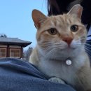 낭만 투스테이 C | 묘적사 템플스테이 후기 (부제: 고양이천국)