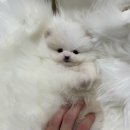 데일리독인천강아지분양