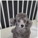 몽실몽실애견미용 네이버블로그