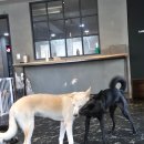 카페멍 | 목동 강아지카페 애견호텔 카페멍 솔직한 후기