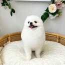 누리애견미용 | 20250329 누리씨의 애견미용 후기!! ( 살롱 꼬미 &#39;s - 창원 애견 미용샵 )