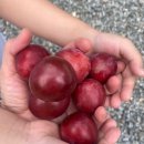 인제연가리오토캠핑장펜션 | 강원도 인제&gt; 인제연가리 오토 캠핑장 후기