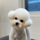 미래애견 이미지