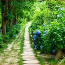 (주)수국 - 광주시 | (주)수국