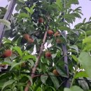 비금농장 이미지