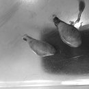 카우만 동물병원 이미지