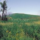 대관령목장 이미지