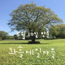 조천읍 와흘메밀마을 | 5월 국내 여행지 추천 제주 가볼 만한 곳 와흘메밀마을 부모님과 다녀온 후기 5월 10일 방문