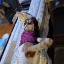 남도한복 이미지