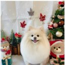 집에서도 간단히 반려견 미용 이미지