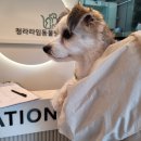 청라종합동물병원 | 청라 라임동물병원에서 종합백신 광견병 켄넬코프 코로나장염 백신 완료!