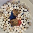 스타키보청기 춘천난청센터 | 찾아가지 않아도 홈케어 가능한 화천보청기 스타키보청기 춘천난청센터