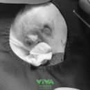 비바동물병원 이미지