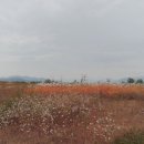 대산문화체육공원(야구장) 네이버블로그