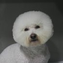 모찌애견샵 이미지