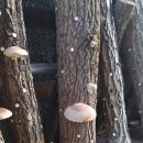 놀자네민박 이미지