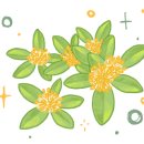 해인향기 이미지