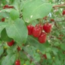 강골농장 이미지