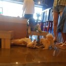 멍뭉유치원 이미지