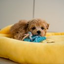 마마스미독 강아지분양 부산덕천점 이미지