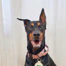 트리머펫 이미지