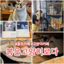 봄은 | 충주 고양이카페 봄은고양이로다 아이랑 솔직한 후기