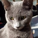 땅땅치킨하양점 이미지