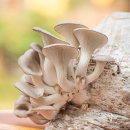 느타리버섯 애호박볶음 만드는 법 이미지