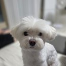 오로라 애견미용샾 | 원주 강아지 미용 문펫샵, 7년째 한 곳만 다니는 이유