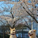 제물포도서관 | 인천 벚꽃명소 수봉공원 실시간 벚꽃상태 | 무료주차 꿀팁 스카이워크 솔직후기