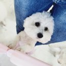 콩몽이네 이미지