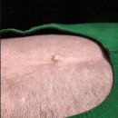 현대웰동물병원 | 전주동물병원 사랑하는 울 강아지와 함께한 웰동물병원 방문 후기