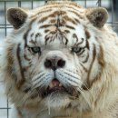 백호환경 이미지