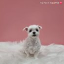 뽀도독 이미지