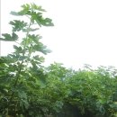 김갑종농장 이미지