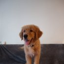 little coda 이미지