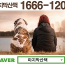 영구장묘 | 가평 강아지 장례식장 정성껏 반려견을 배웅해 주는 절차 비용 후기