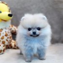 도그라이프 대구강아지분양 이미지