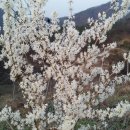 미선농장 이미지