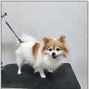 까망댕댕 이미지