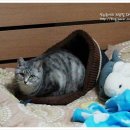 백호베드 이미지