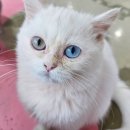 고양이살롱앤카페 이미지