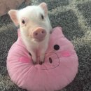 부활 | 웬디 콘서트 보고 부활한 사람의 후기