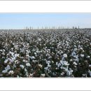 목화밭 이미지