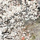 원동기사 이미지