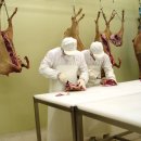 녹색흑염소 이미지